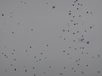 DSC05432.JPG