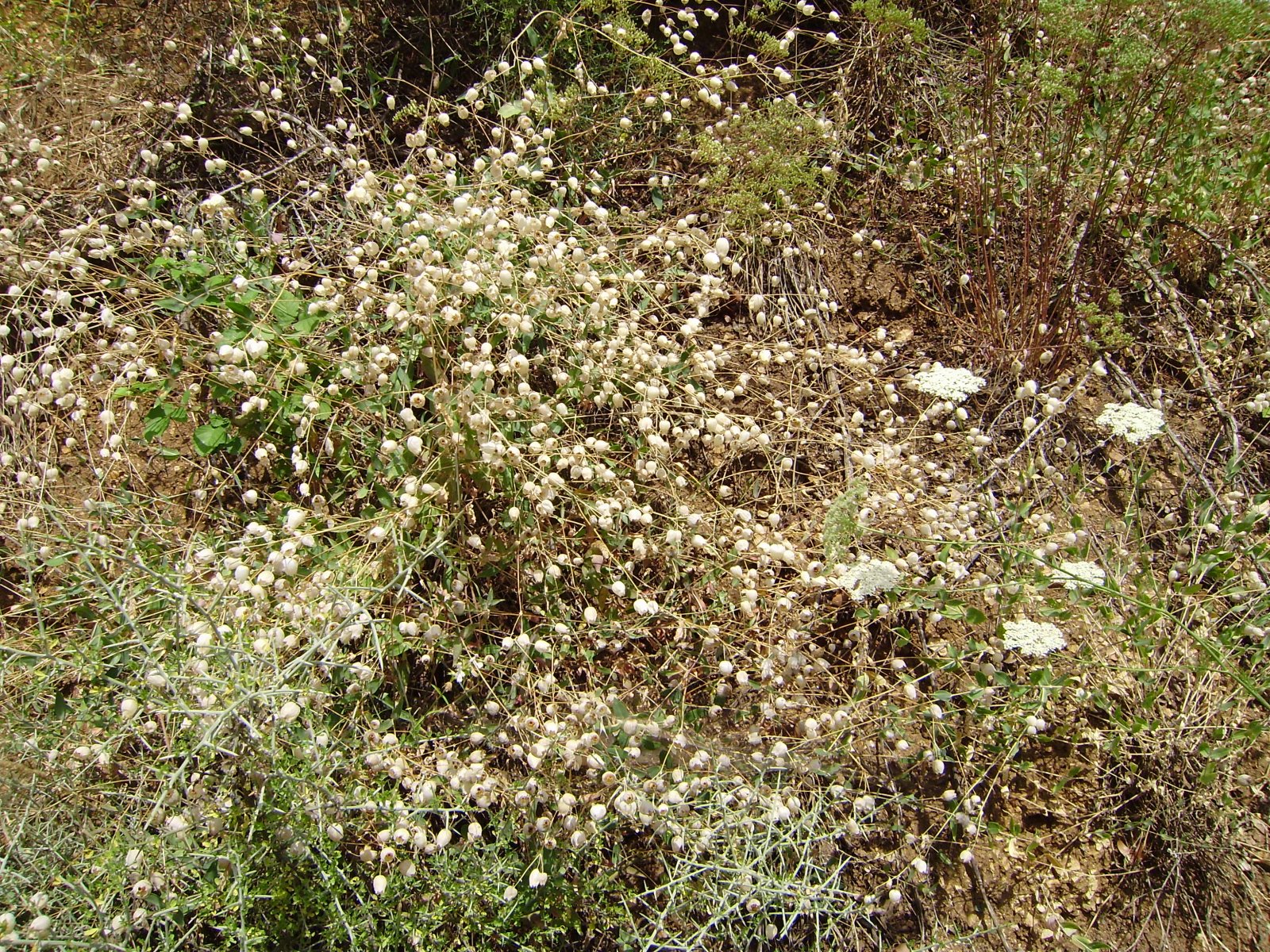 P5150049.JPG