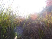 DSC06307.JPG