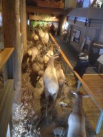 IMG_6764.JPG IMG_6764.JPG