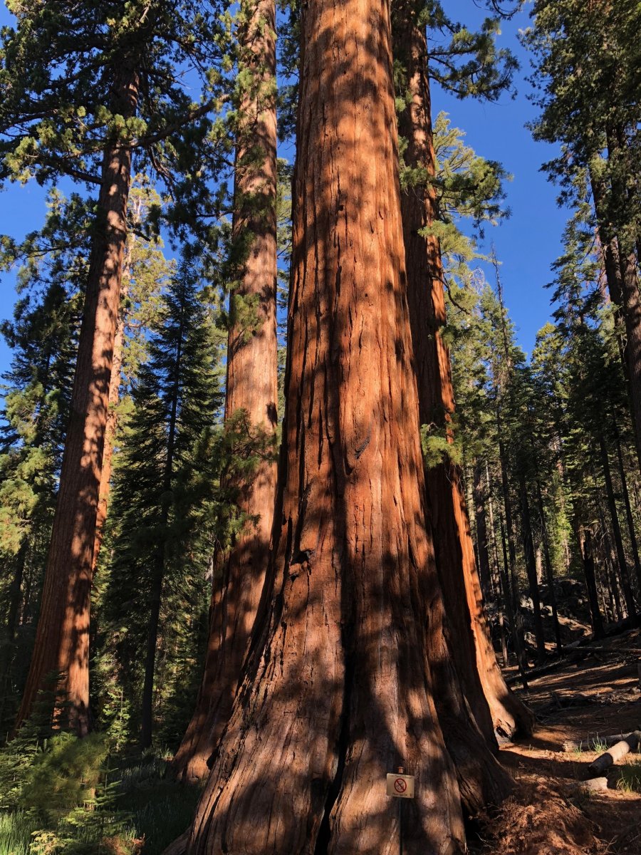sequoia2.jpg