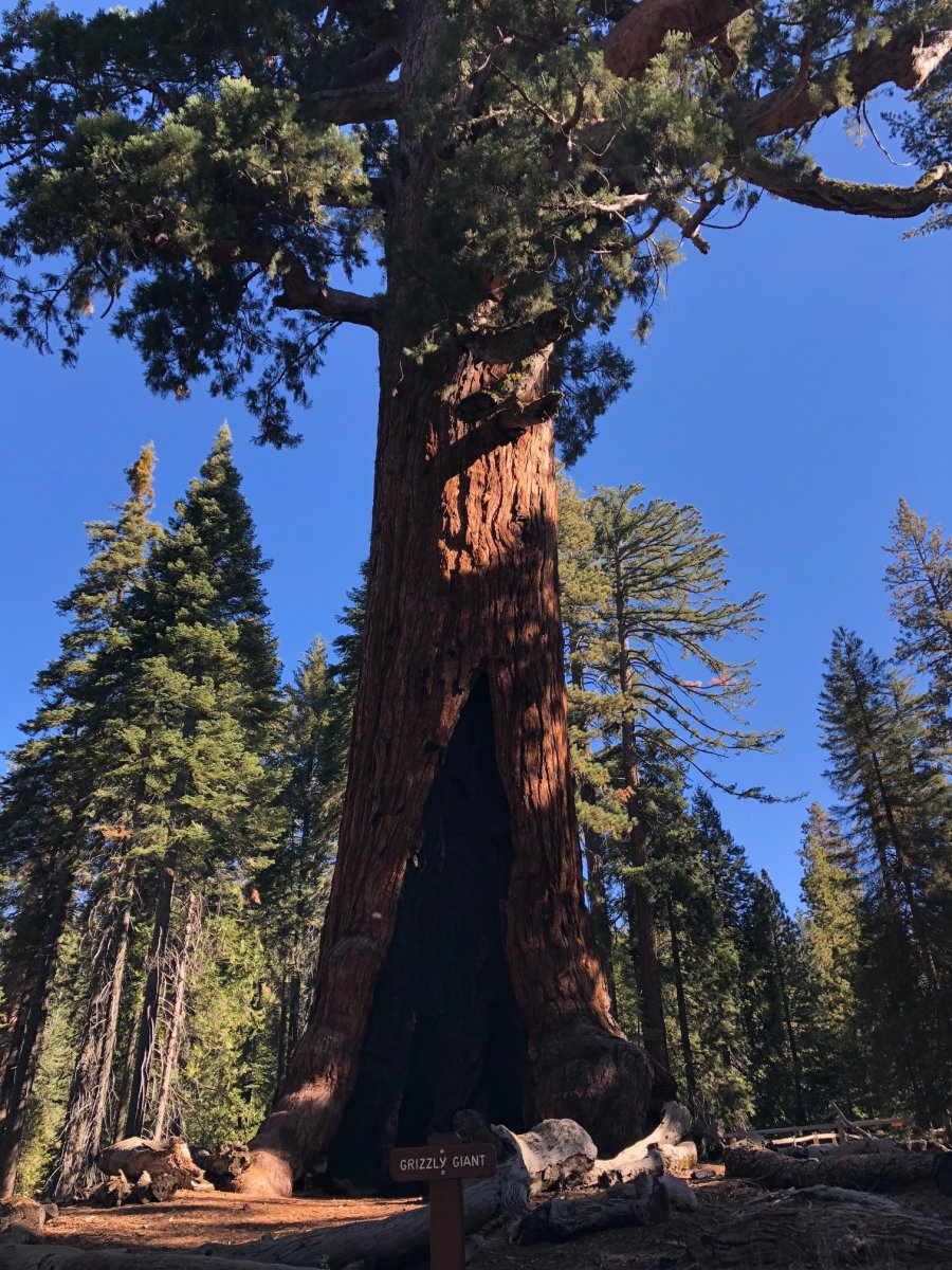 sequoia3.jpg