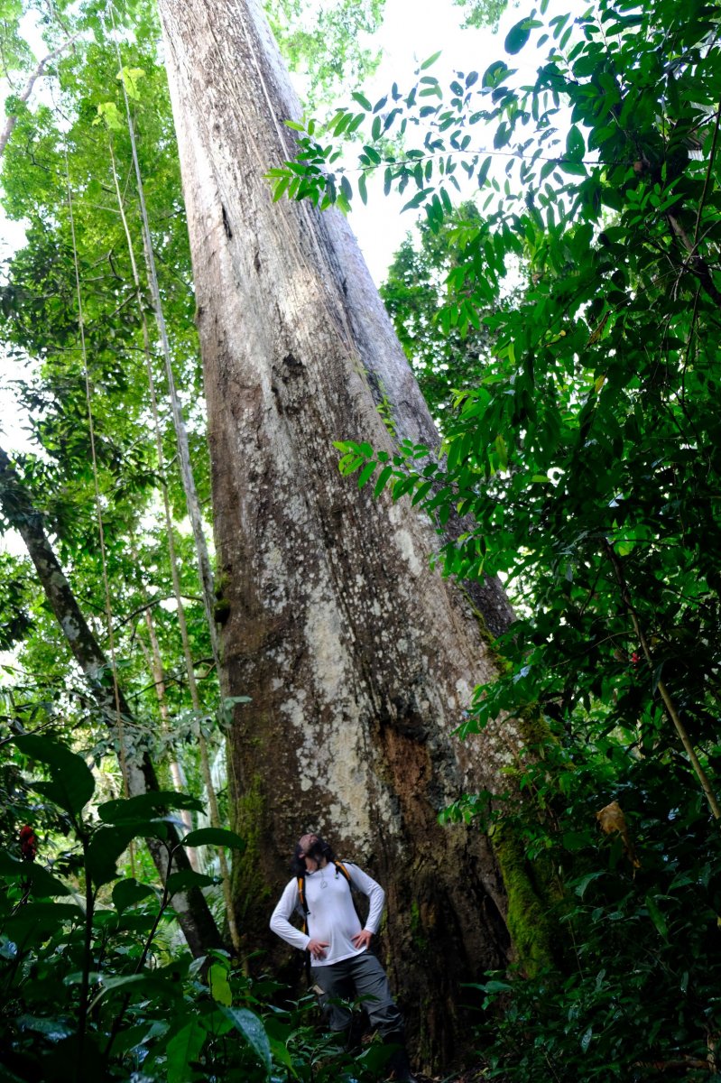 Amazon big tree.jpg