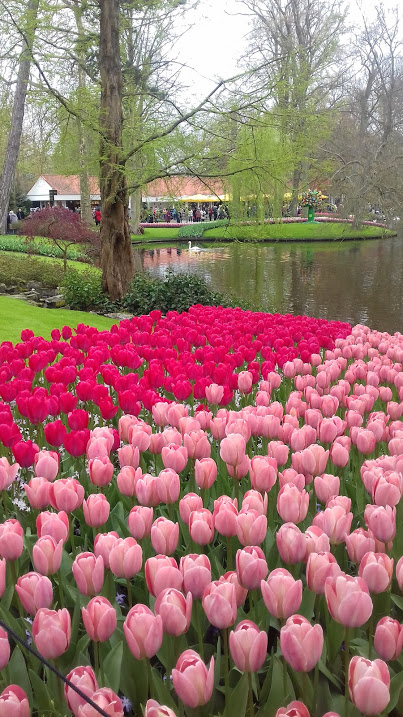 keukenhof.jpg