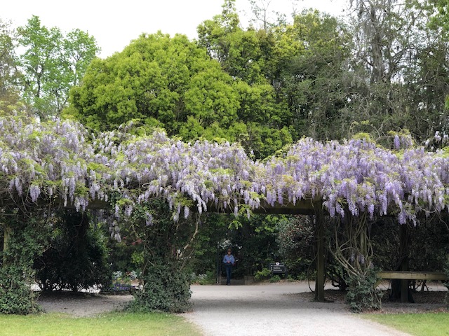 magnolia entrance.jpg