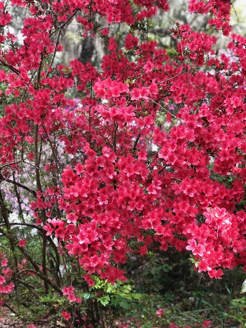 magnolia azaleas.jpg