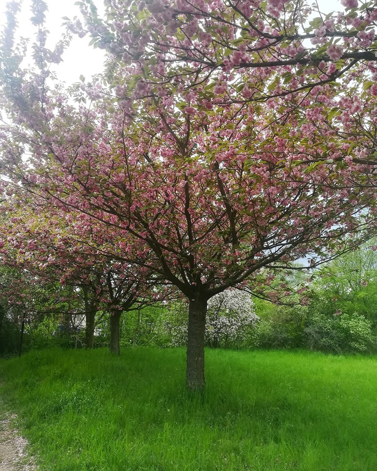 Cherry trees.jpg