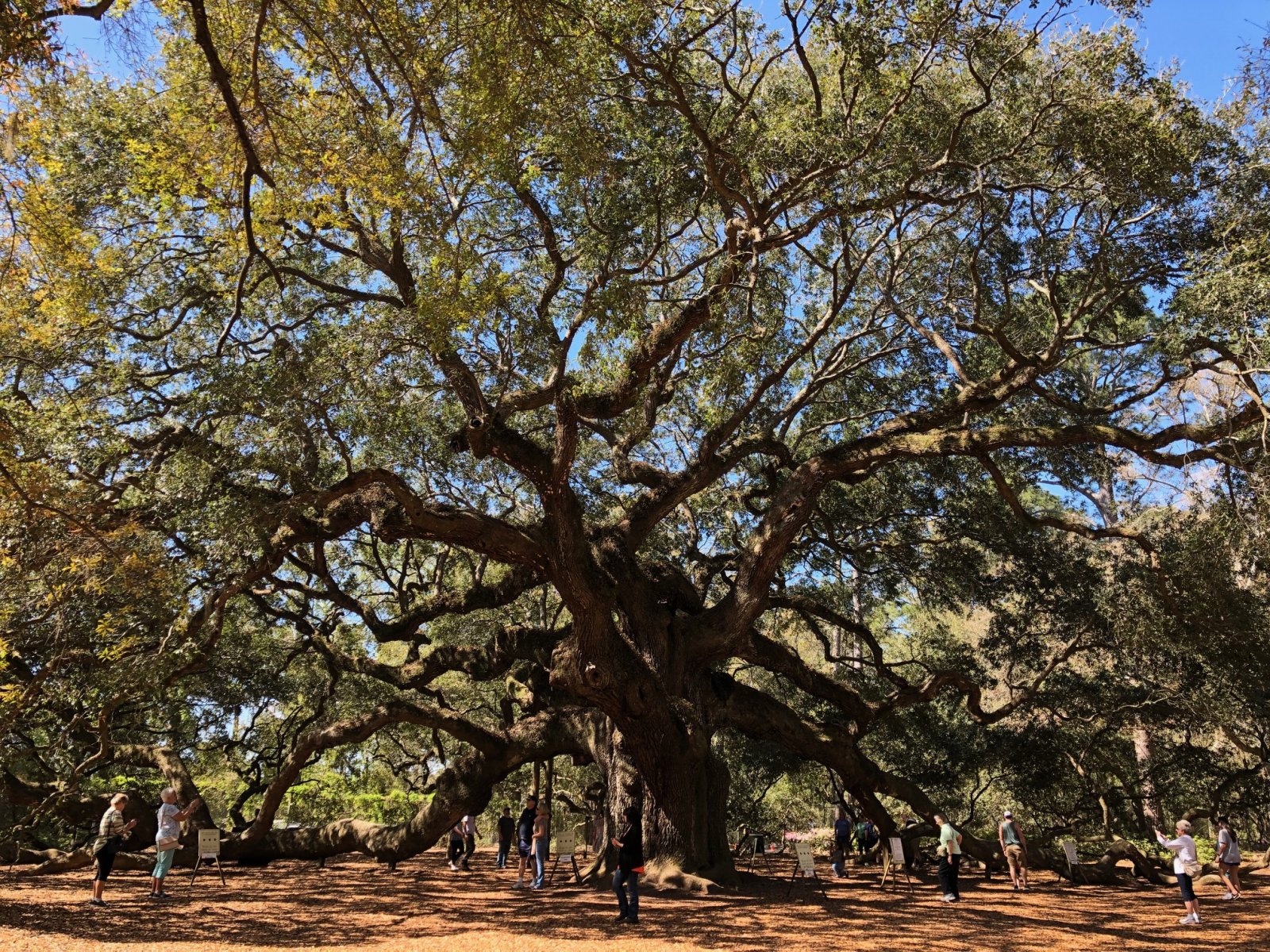 angel oak 3.jpg