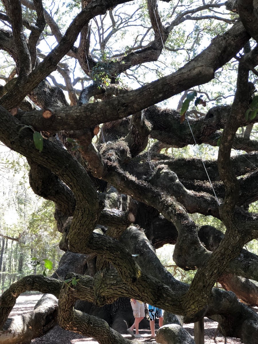 angel oak 5.jpg