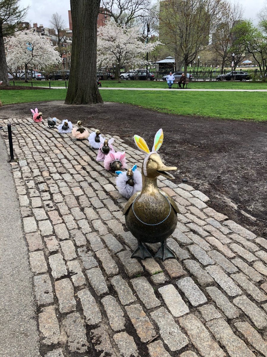 boston ducklings.jpg