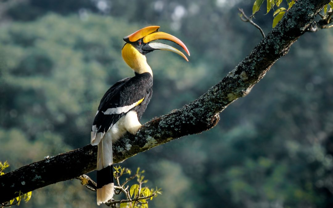 Great-Indian-Hornbill-1080x675.jpg