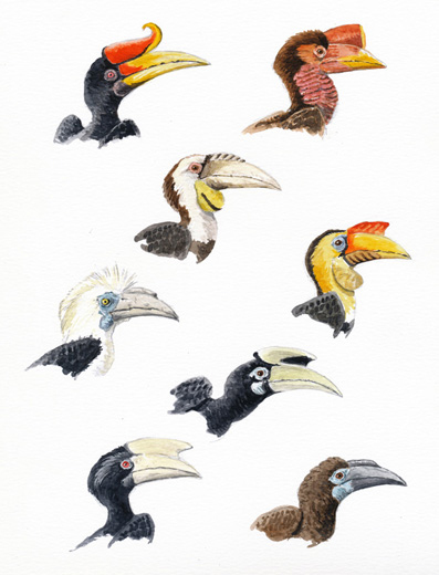 hornbills-of-borneo1[1].jpg