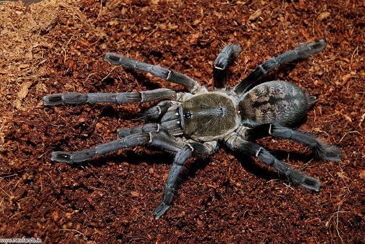 large-Haplopelma longipes thai tiger tarantula.jpg