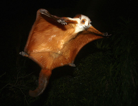 giantflyingsquirrel.jpg