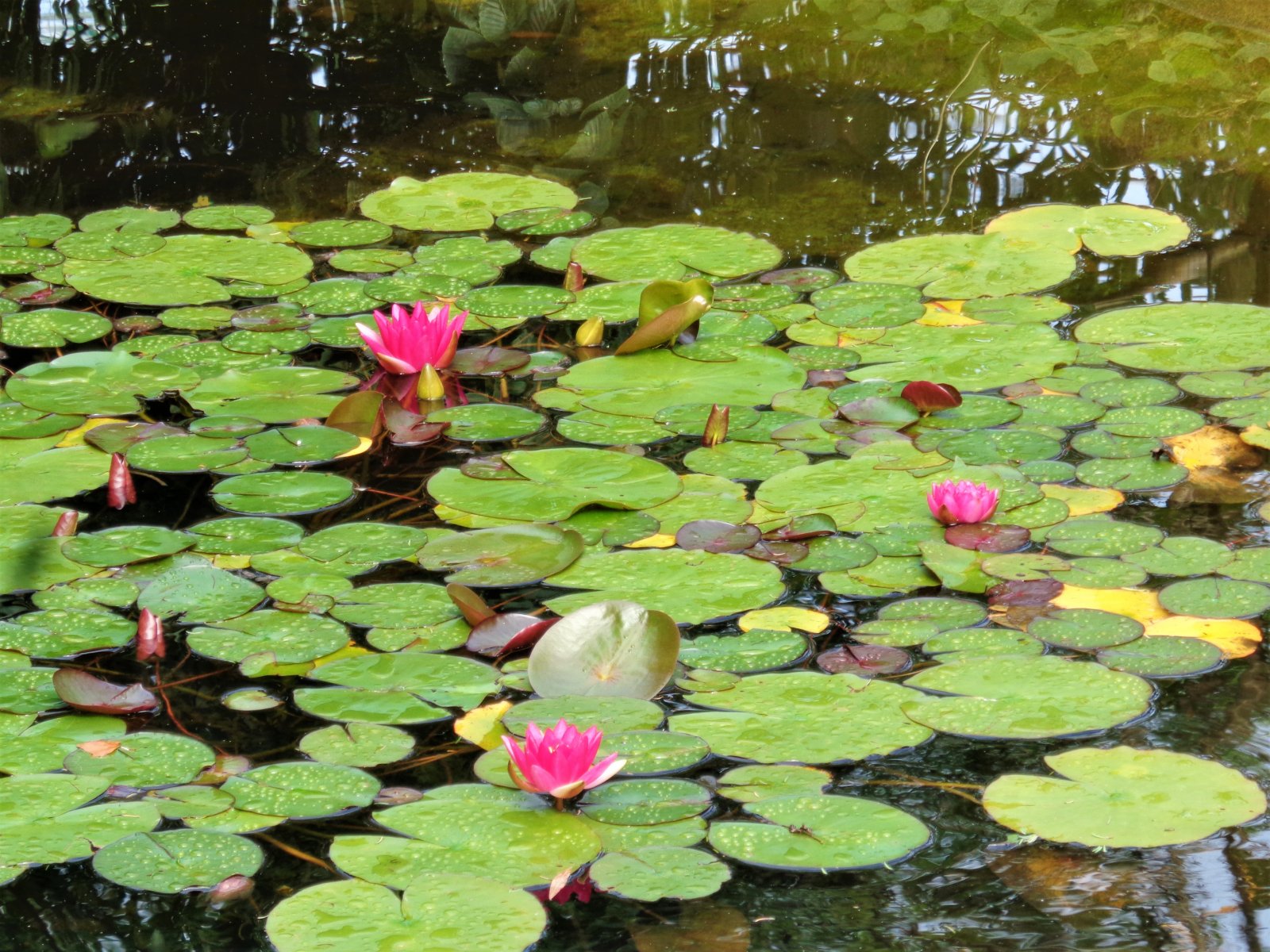 Hamburg - Planten un Blomen 38.JPG