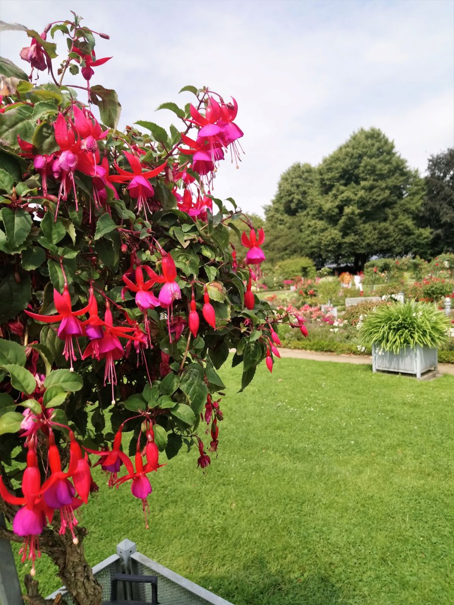 Hamburg - Planten un Blomen 63.JPG