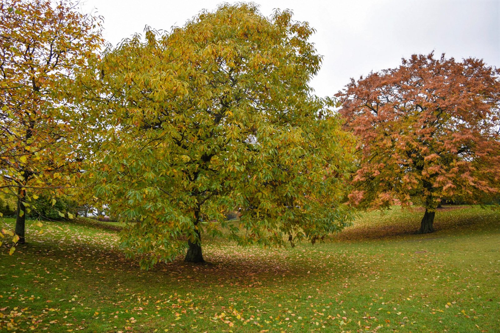 Copenhagen 2019 (1073).jpg