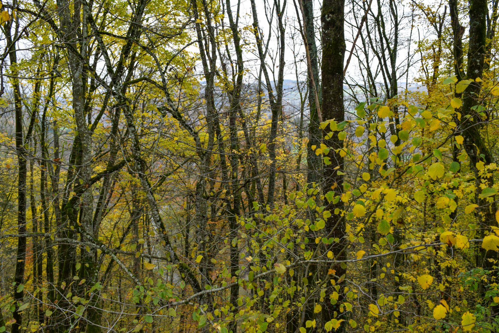 Luxembourg 2019 (832).jpg