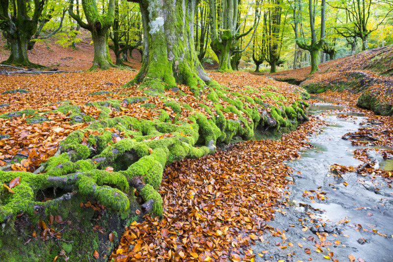 bosque encantado.jpg