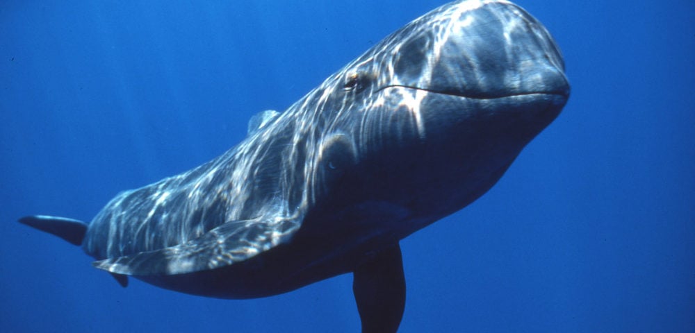 pilot whale.jpg