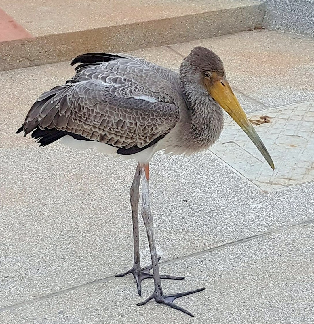 Marabou le Perroquet.jpg