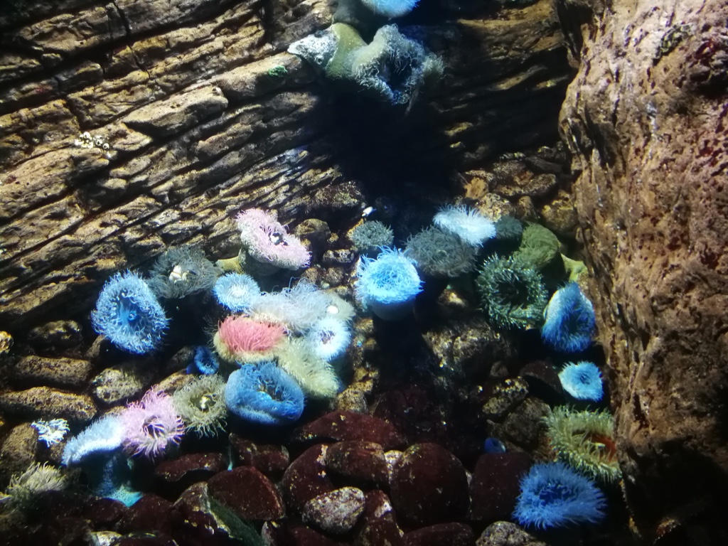 Anemones.jpg