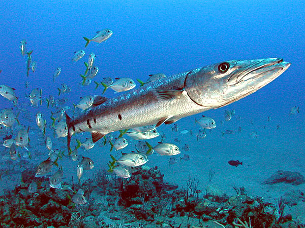 Great_Barracuda_off_the_Netherland_Antilles.jpg