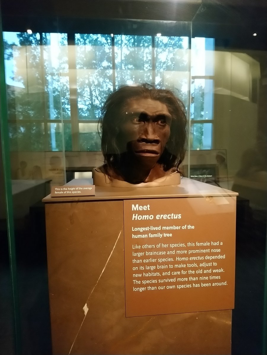 _287. Homo Erectus (2.000.000 - 150.000).JPG