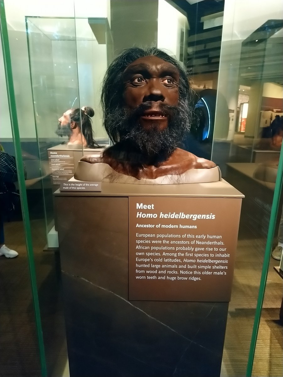 _289. Homo Heidelbergensis (600.000 - 300.000).JPG