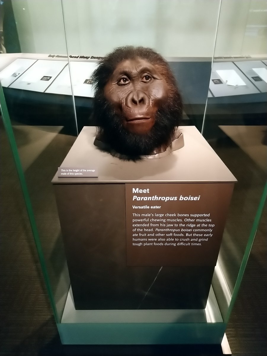 _293. Paranthropus Boisei (2.300.000 - 1.300.000).JPG