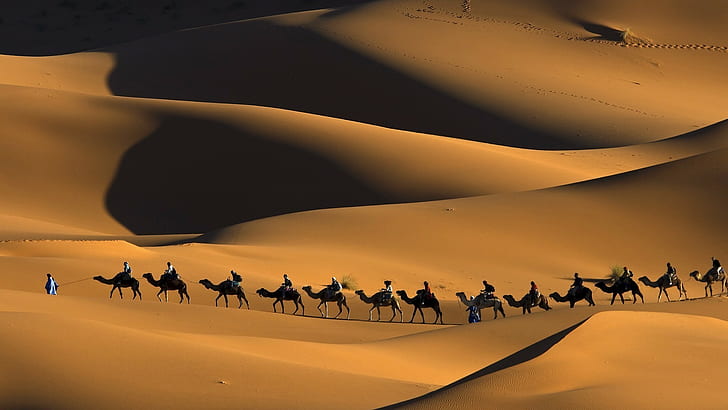 camels caravan.jpg