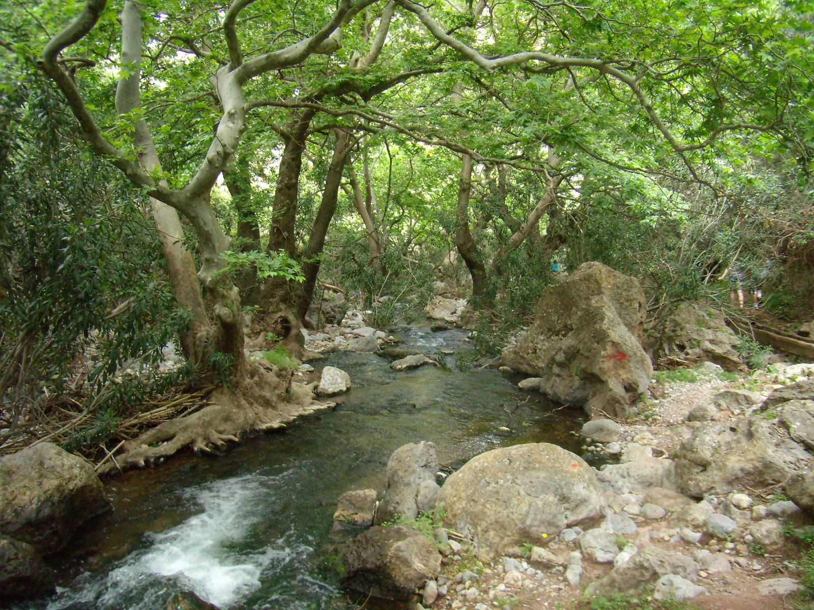 Forest_in_the_Zakros_Canyon_2_-_panoramio.jpg