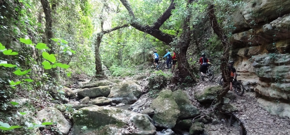 plane-tree-forests.jpg