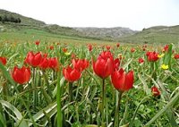 250px-Tulipa_doerfleri-Γερακάρι.jpg