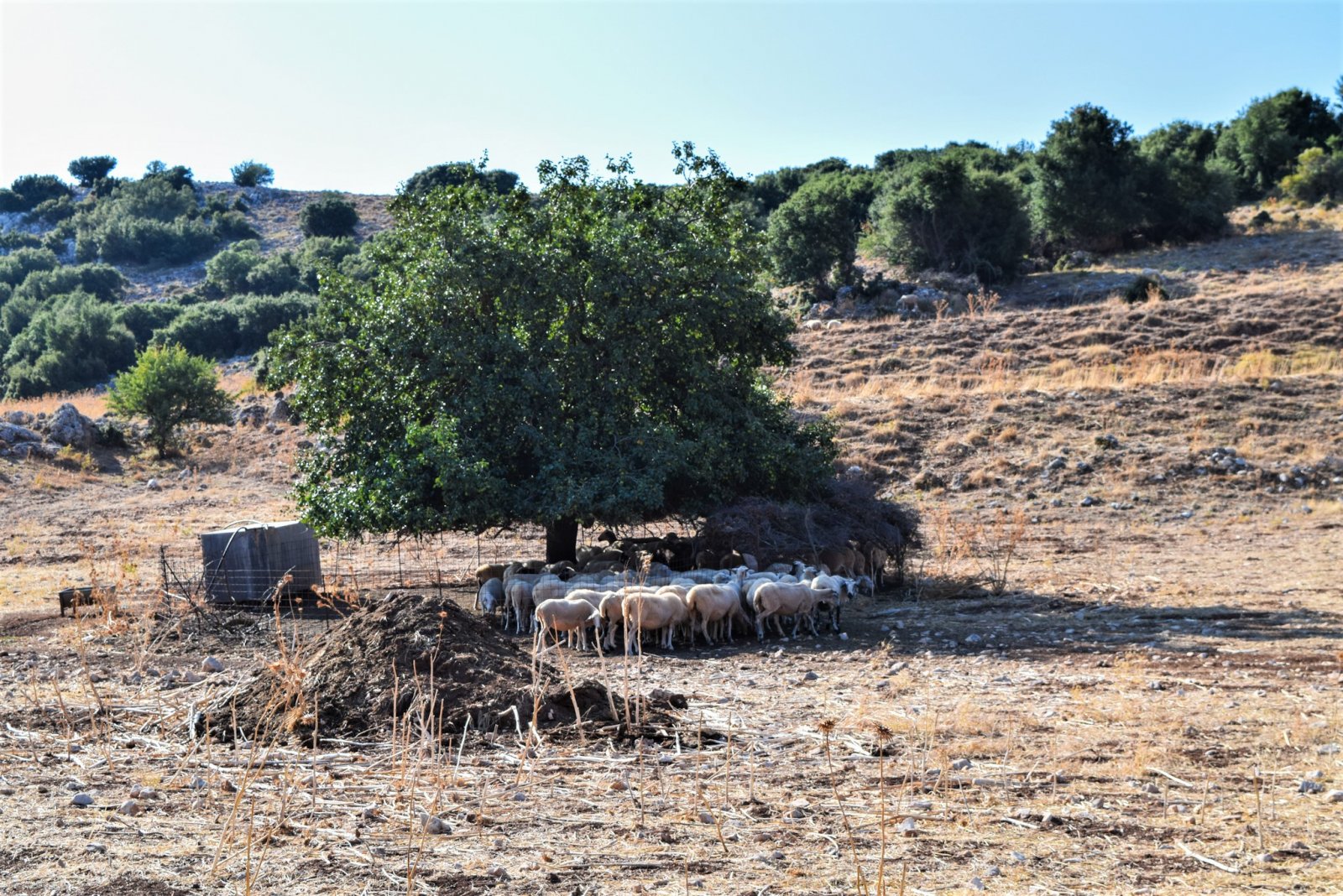 DSC_0009.jpg