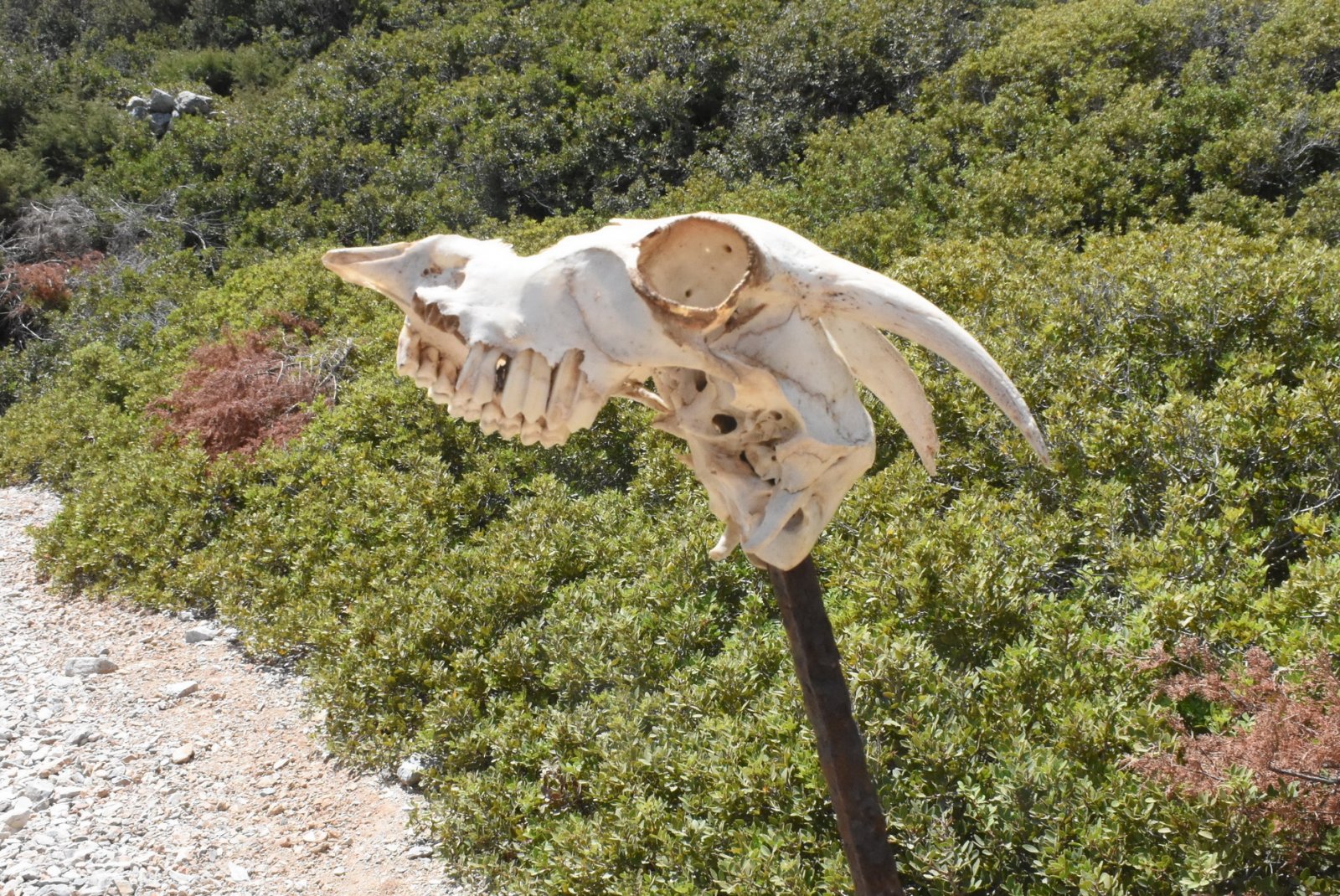 DSC_8786.JPG