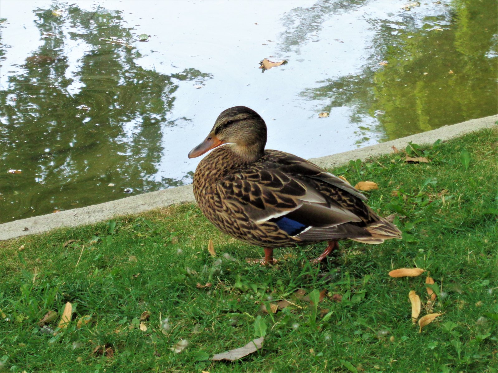 Vienna - Liechtenstein Garden Palace 12.JPG