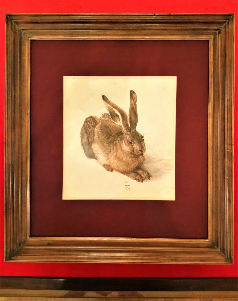 Vienna - Albertina 25 (Young Hare, Albrecht Dürer).JPG