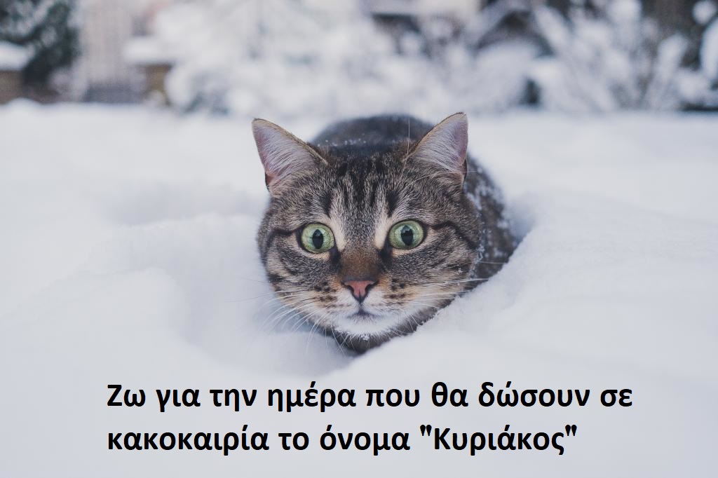cat-pet-funny-glance-snow-winter.jpg