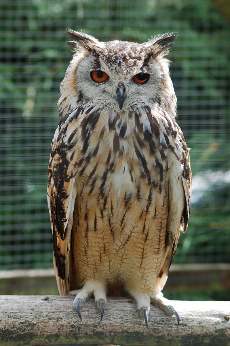 800px-Bengalese_Eagle_Owl.jpg
