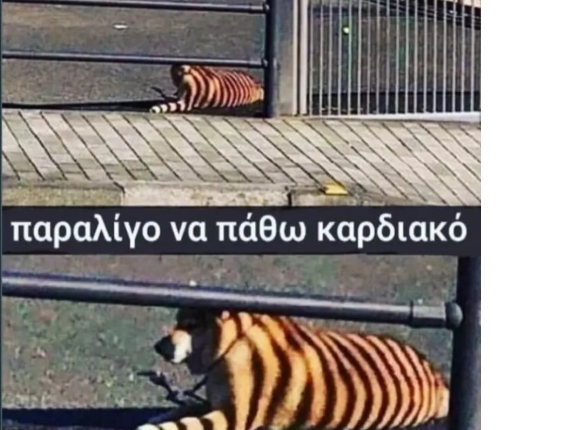 dogtiger.jpg