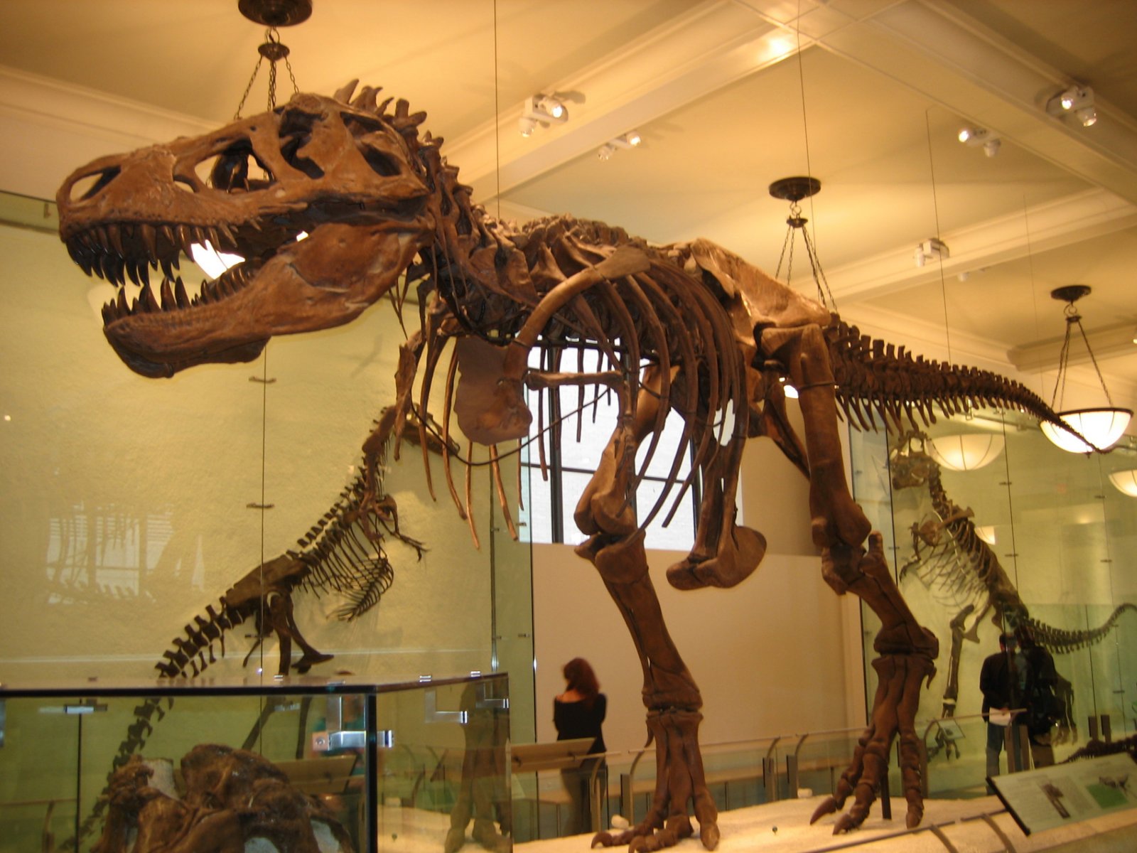 amnh_02.jpg