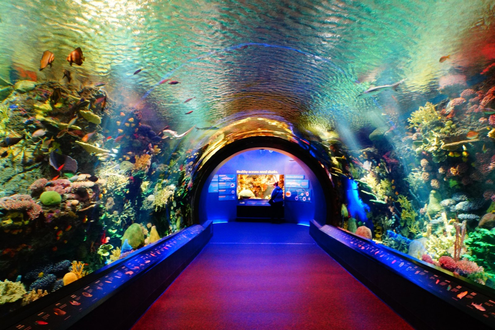 aquarium2.jpg