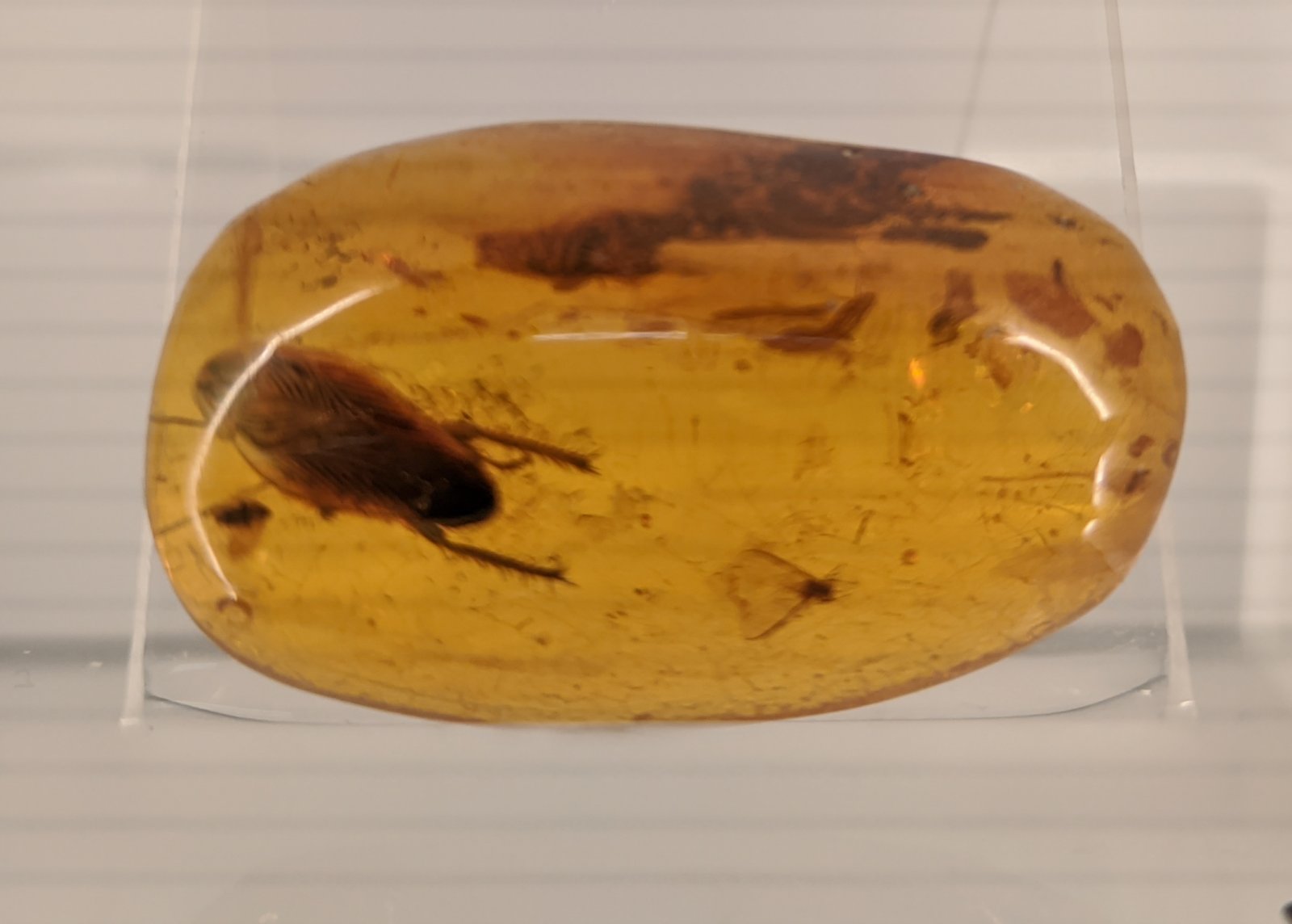 Amber Museum (40).jpg