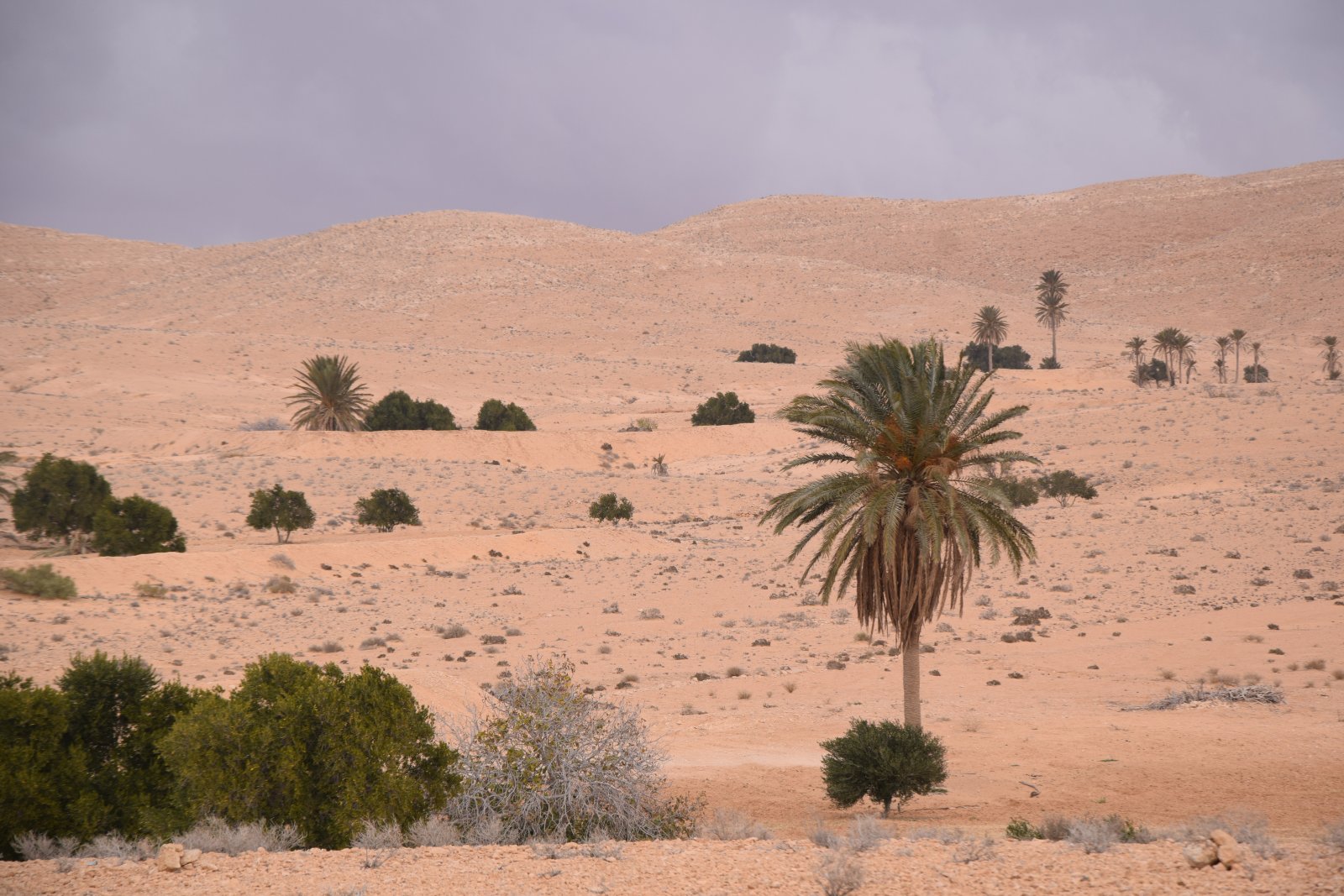 DSC_0256.JPG