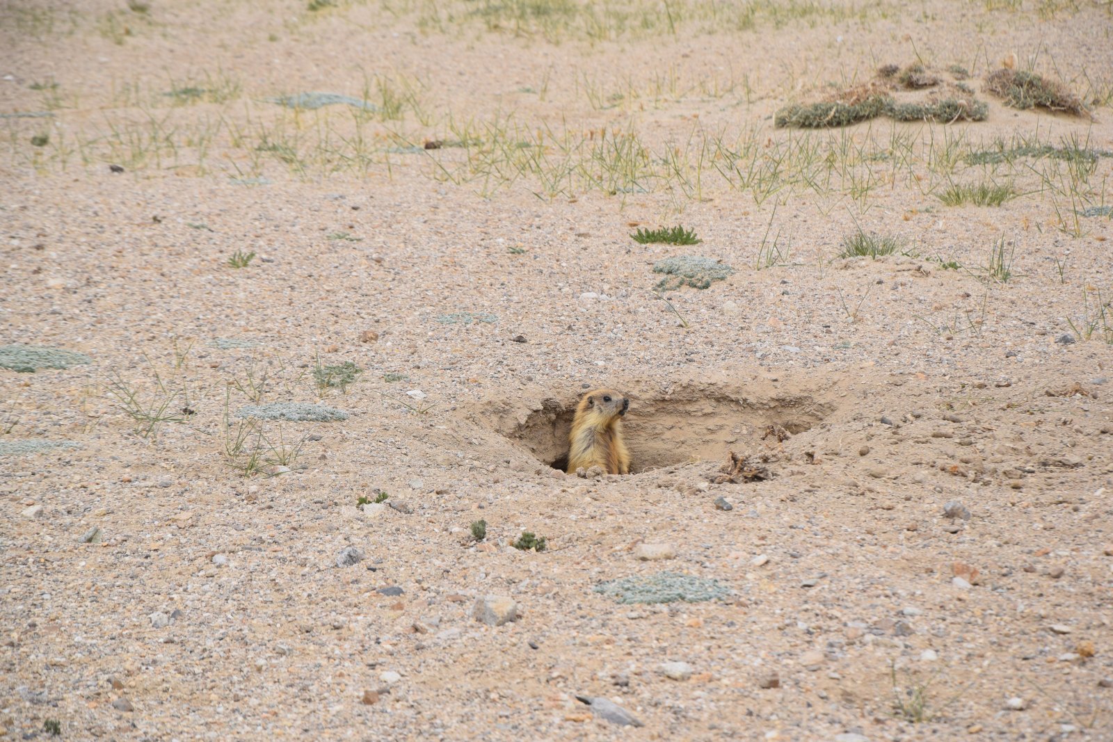 DSC_0727.JPG