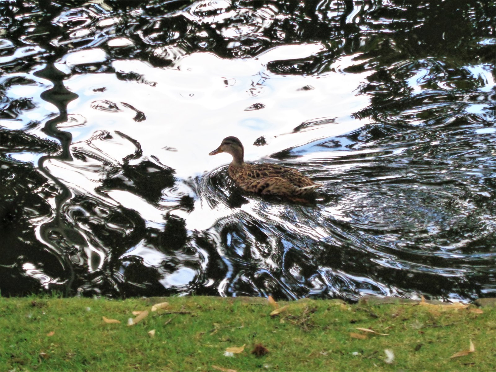 Düsseldorf - Hofgarten 17.JPG