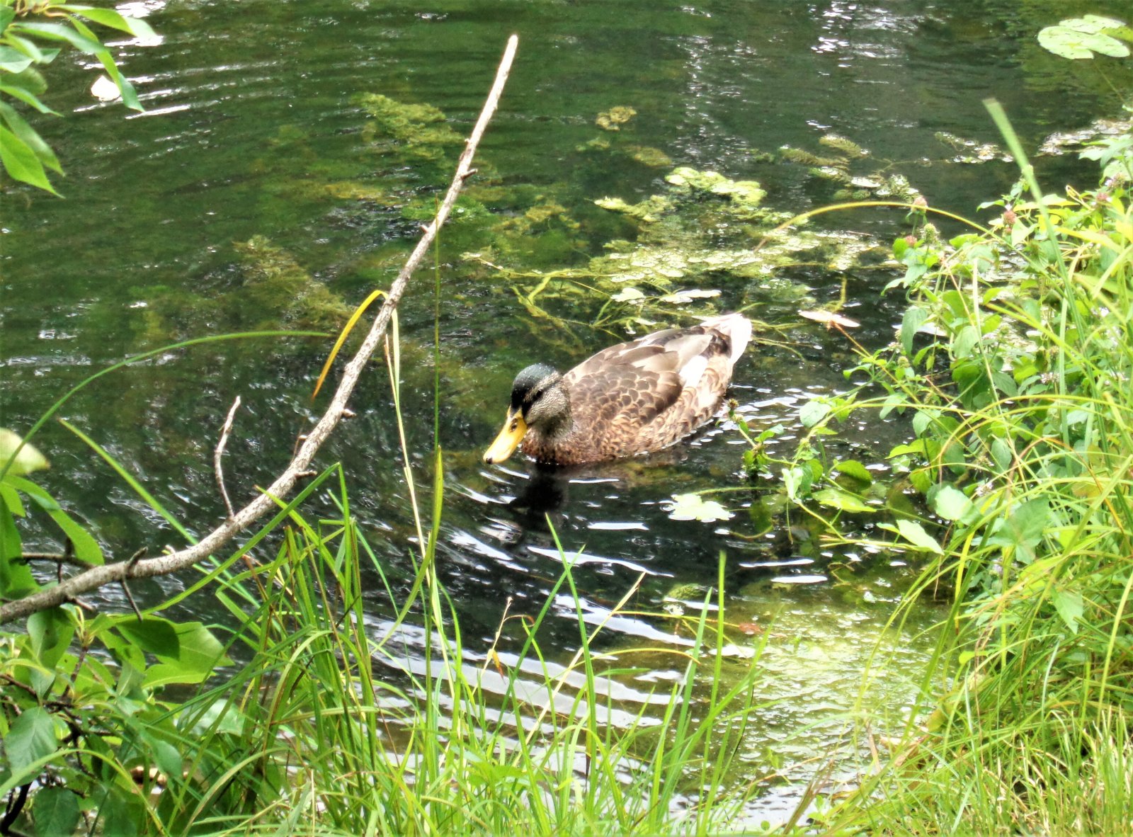 Bonn - Botanical Garden 22.JPG