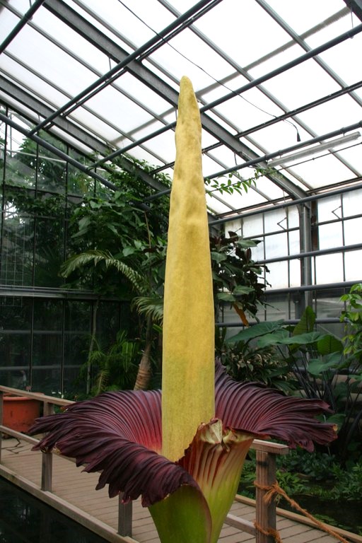 Bonn - Amorphophallus titanum.jpg