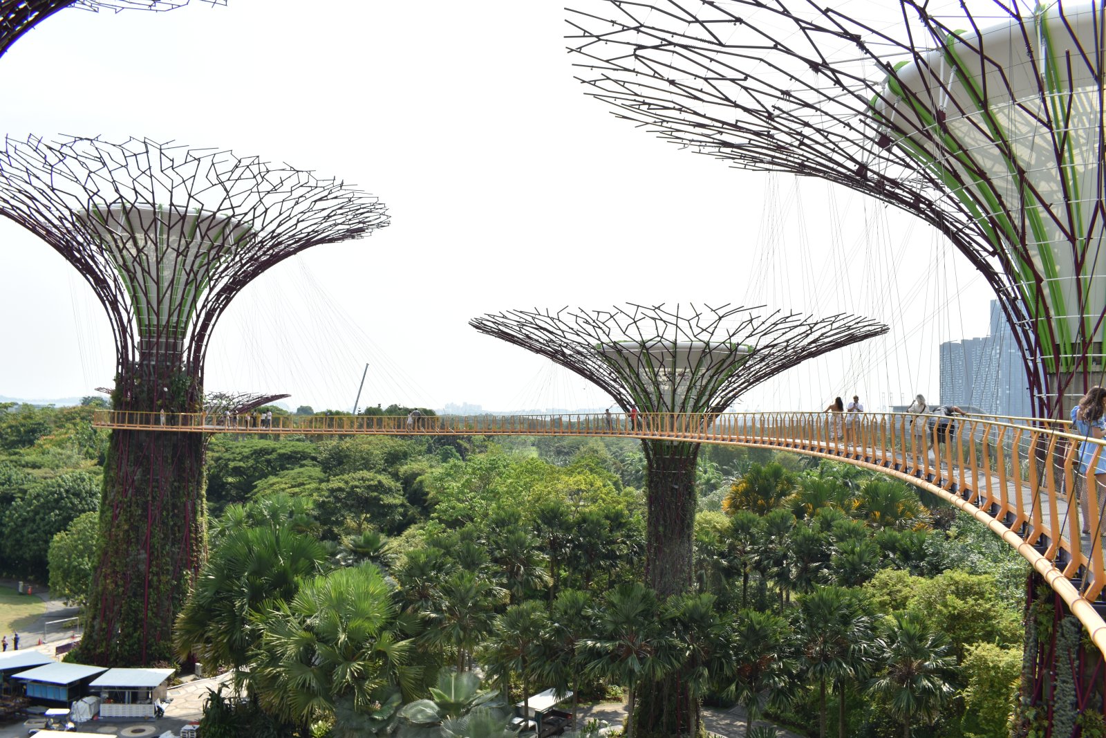 23. Supertree Skyway 3.JPG